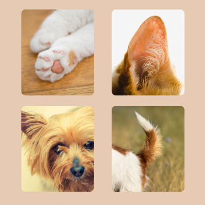 PAWTREAMER, PawPerfect Mini Állatnyíró - Image 2