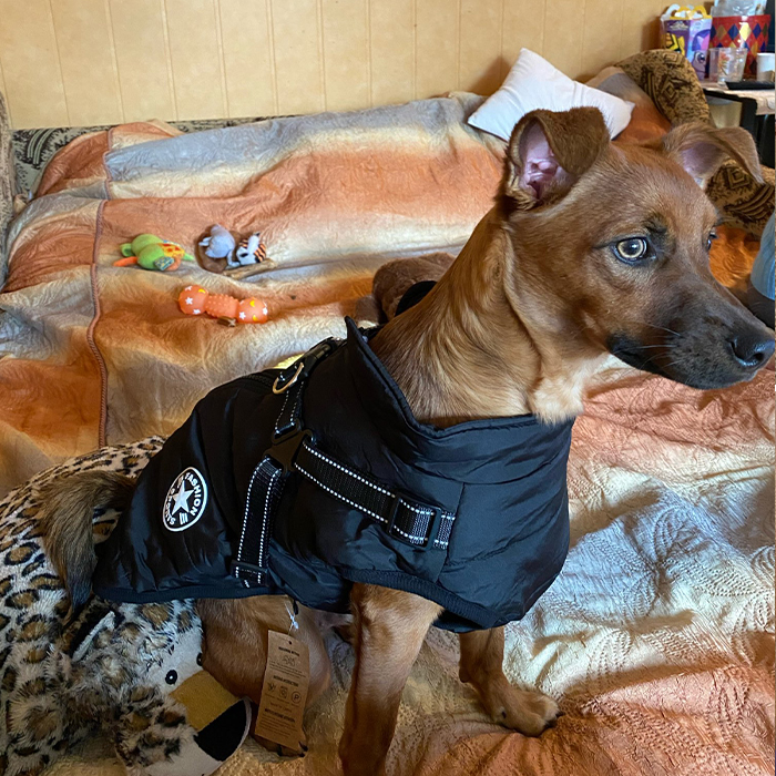 DogJacket, fényvisszaverő és vízálló télikabát kutyáknak - Image 8