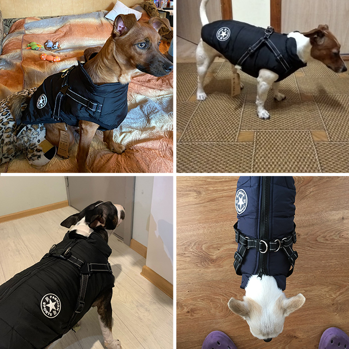 DogJacket, fényvisszaverő és vízálló télikabát kutyáknak - Image 7