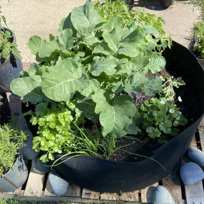 Garden GrowBag, szövetből készült kerti ágyás, amely mindenféle növény buja növekedését lehetővé teszi